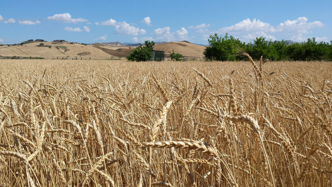 Farine di grani antichi siciliani: il ritorno alla purezza del gusto