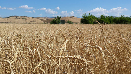 Farine di grani antichi siciliani: il ritorno alla purezza del gusto