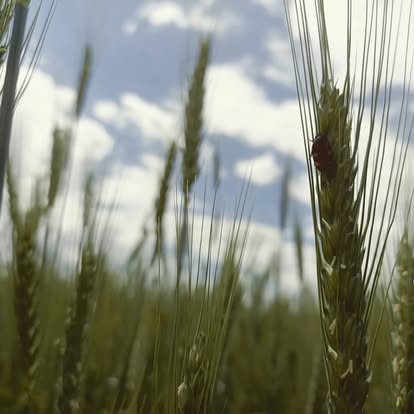 Luca Consoli: Ambasciatore del Gusto
