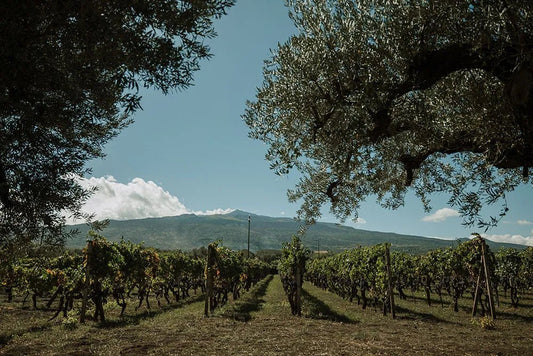 Alla scoperta di Tenute dei Ciclopi: vini premiati, cibo e la magia del territorio etneo - Etnaly-shop
