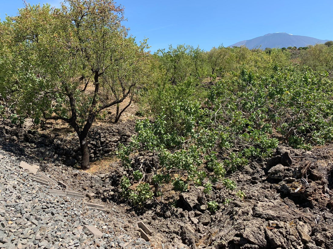 Perché  il pistacchio di Bronte è così speciale? - Etnaly-shop
