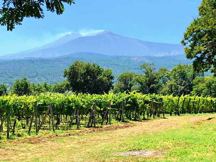 Immagine che rappresenta l'Etna ed un tipico vitigno